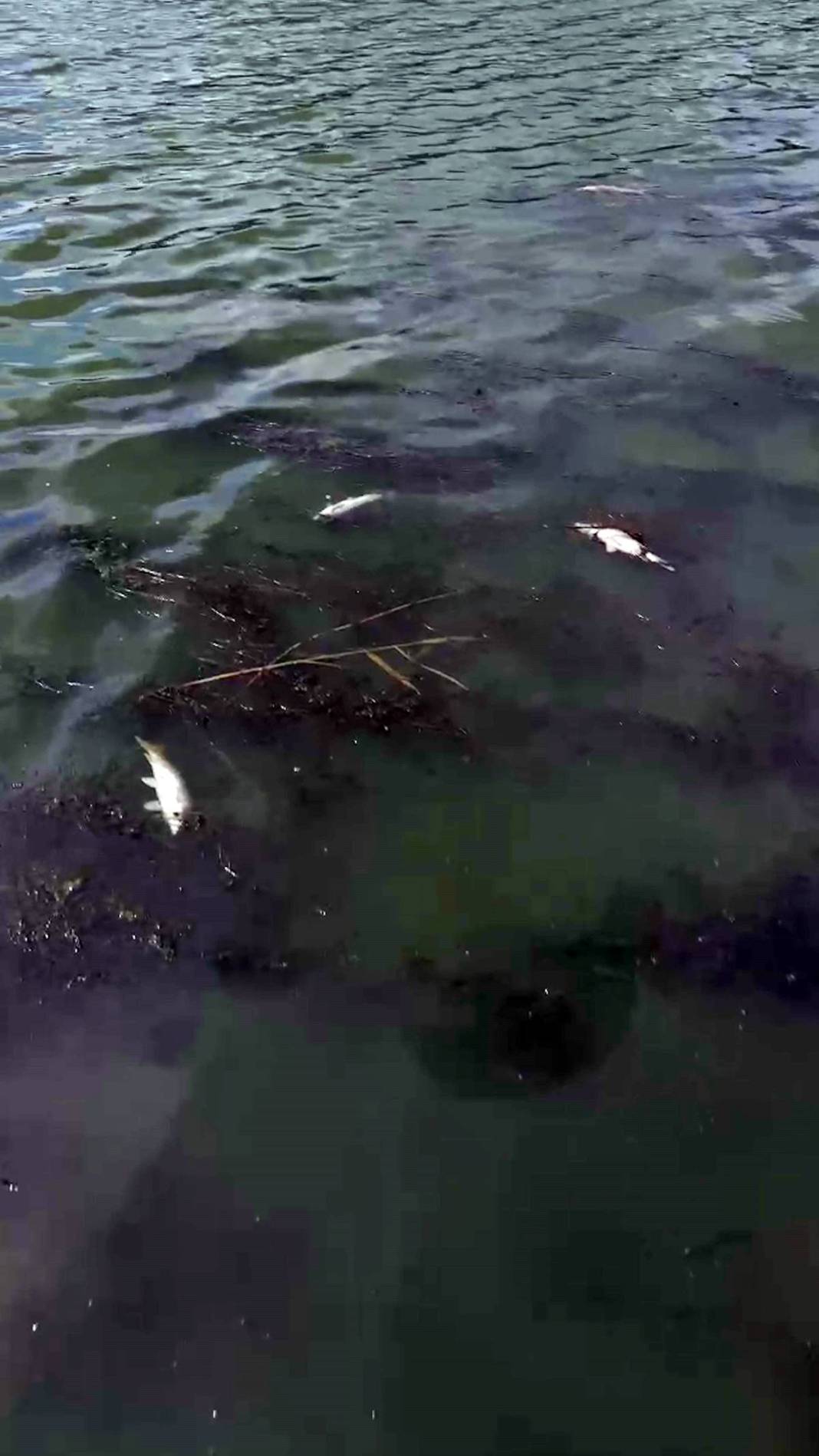 O kentte korkunç manzara: Maske ve eldivenle kamyonete yüklediler! Mahalleli endişeli: Daha önce böyle bir şey yaşamadık 10